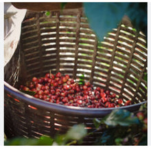 Load image into Gallery viewer, Brazil Single Origin Natural hand-picked Specialty Coffee 2024 One KG